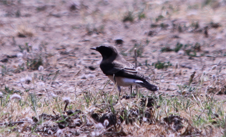 Black-eared Wheatear