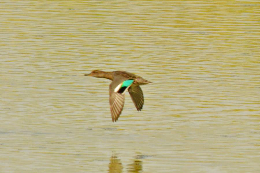 Eurasian Teal