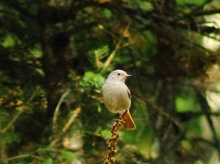 Common Redstart