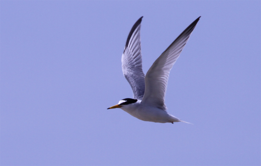 Little Tern