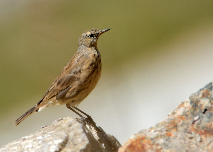 Water Pipit
