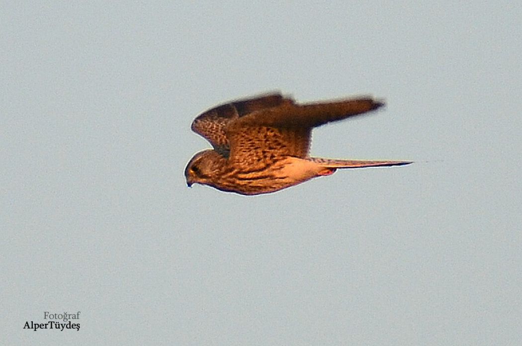 Common Kestrel