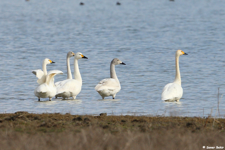 Tundra Swan