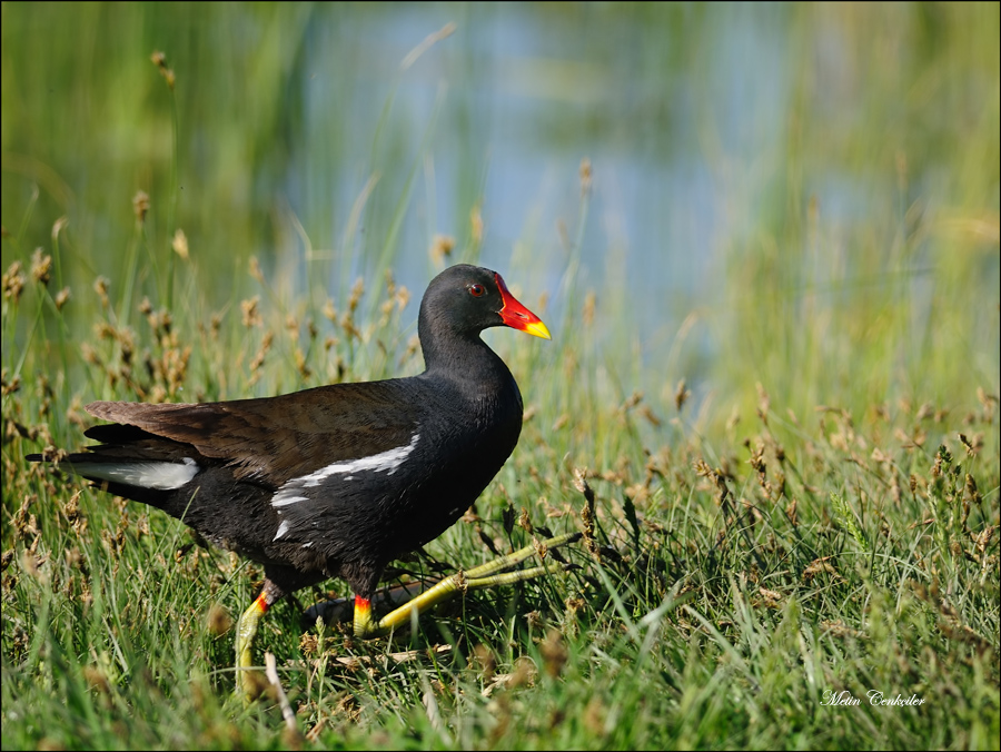 Common Moorhen