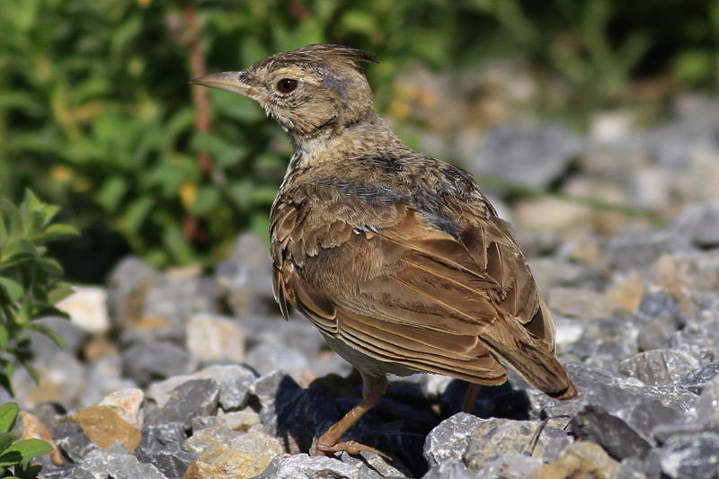 Crested Lark