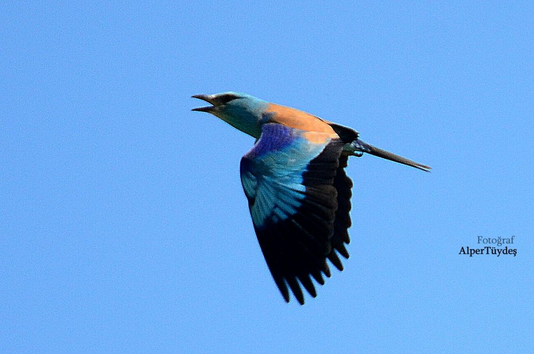 European Roller