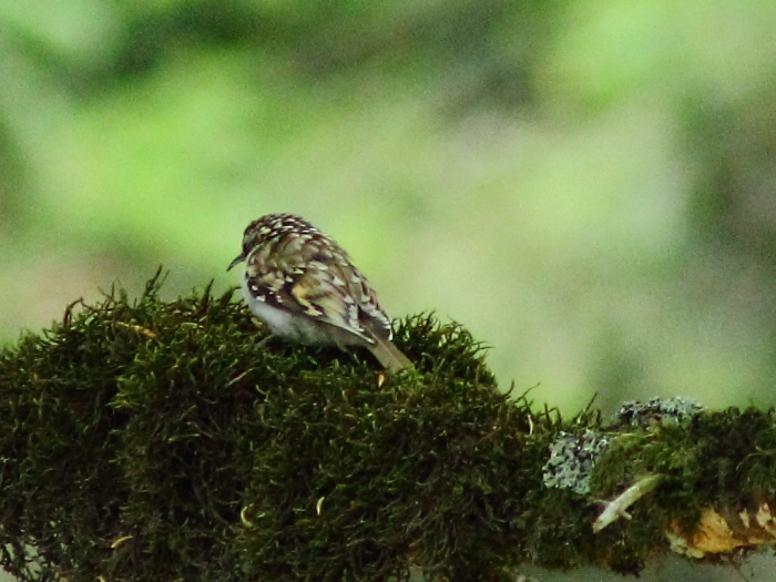 Eurasian Treecreeper