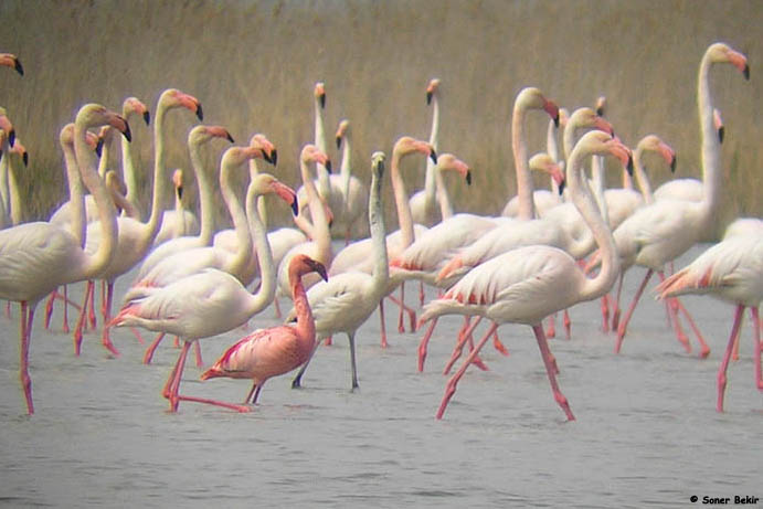 Lesser Flamingo