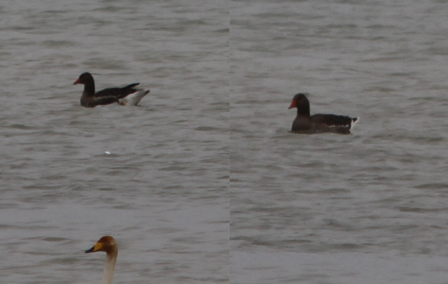 Greylag Goose