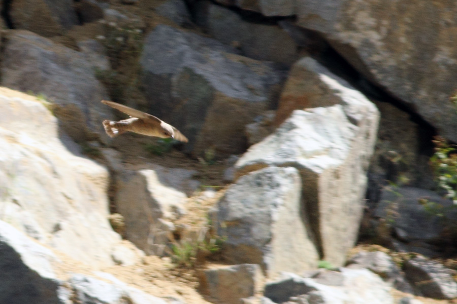 Eurasian Crag Martin