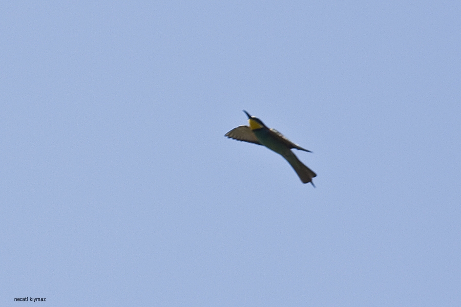 European Bee-eater