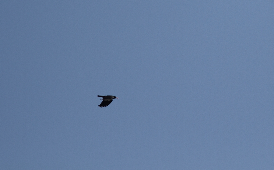 Alpine Chough