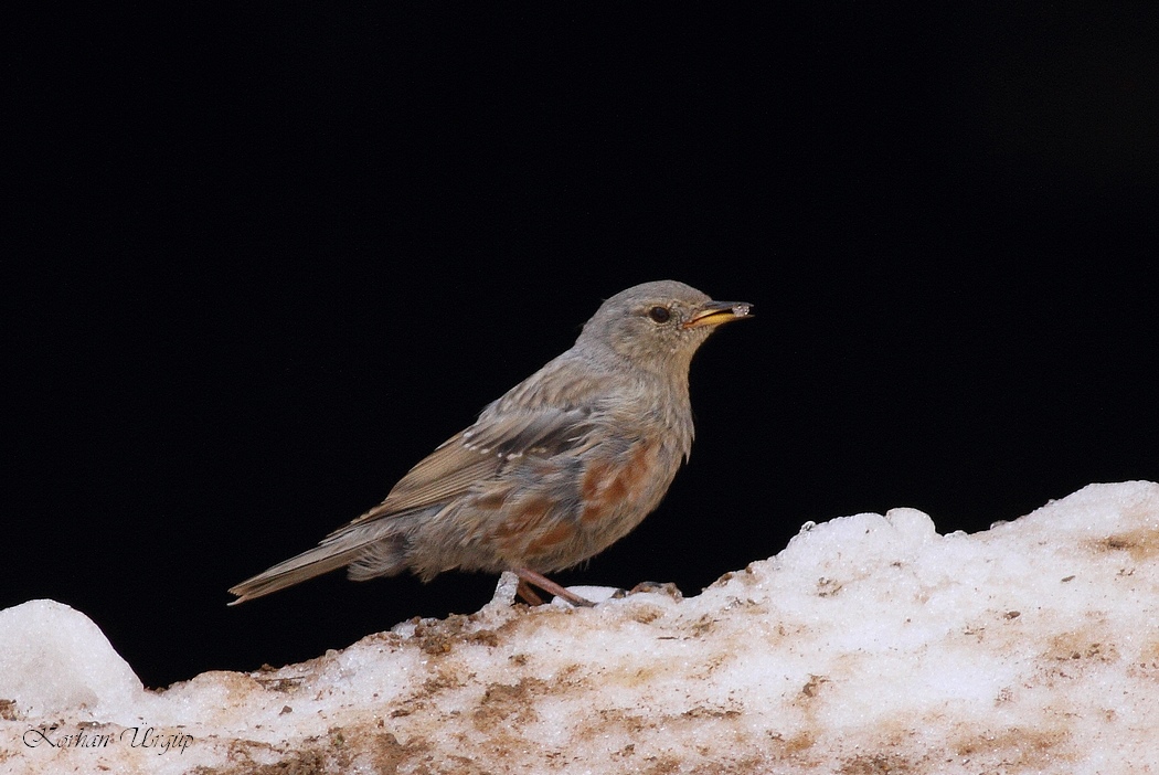 Alpine Accentor