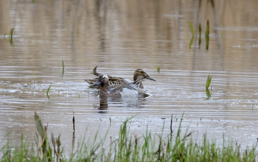 Garganey
