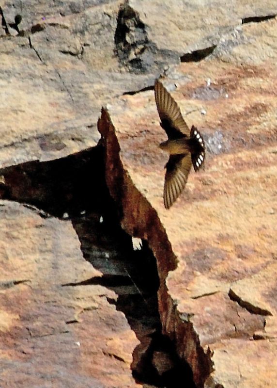 Eurasian Crag Martin