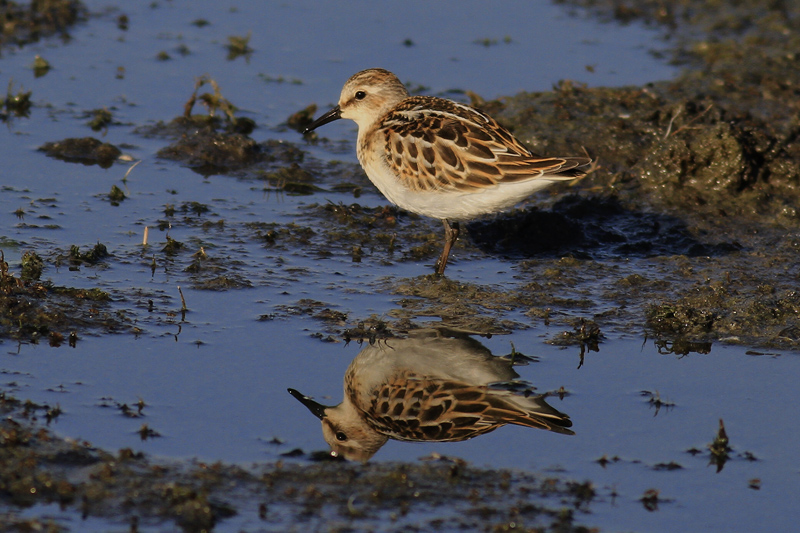 Little Stint