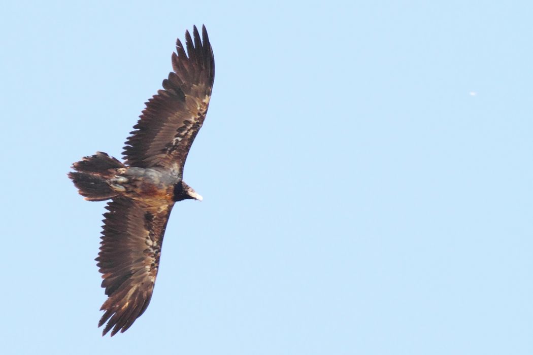 Bearded Vulture