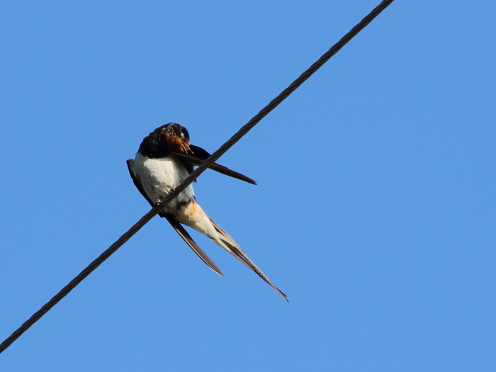 Barn Swallow