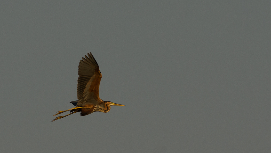 Purple Heron