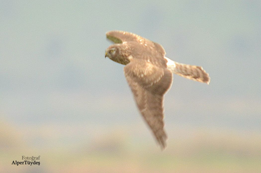 Hen Harrier
