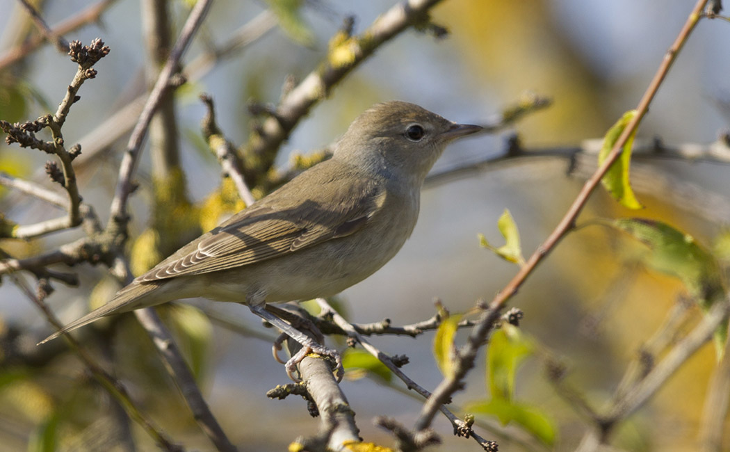 Garden Warbler