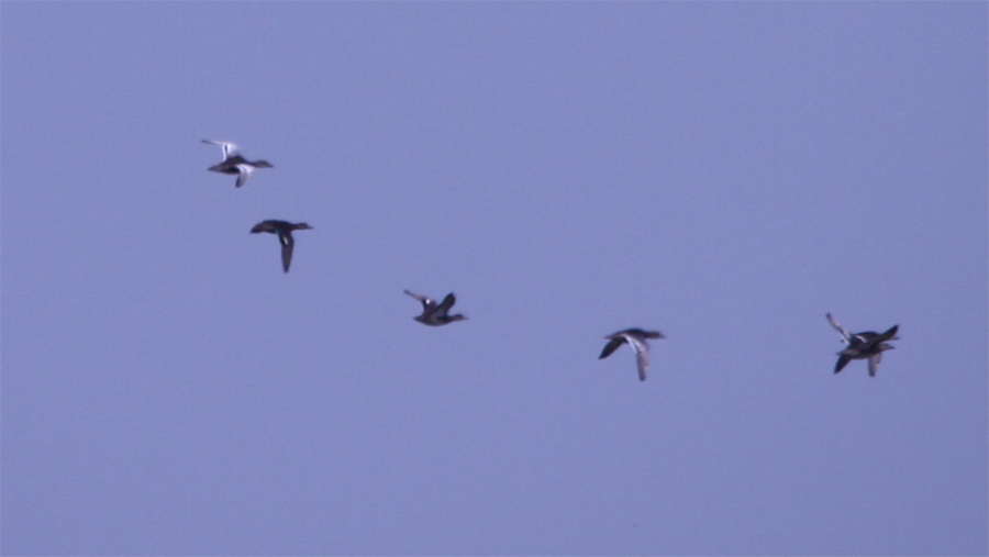 Garganey