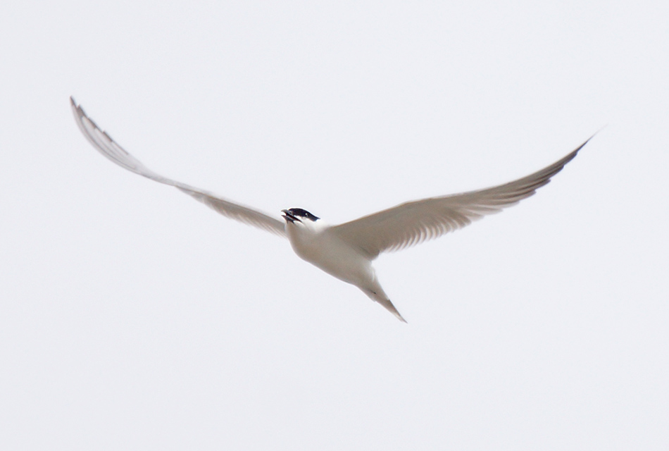Gull-billed Tern