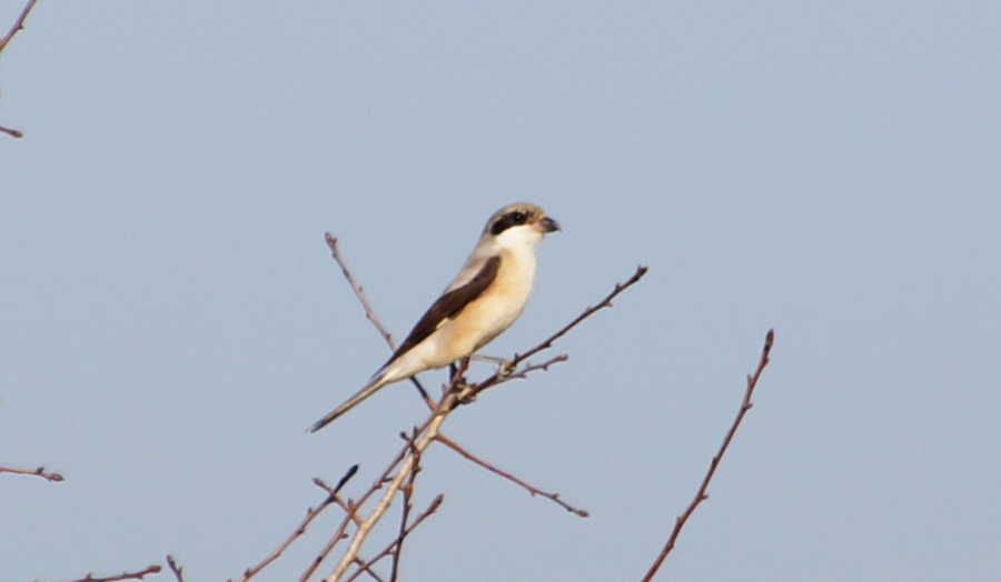 Lesser Grey Shrike