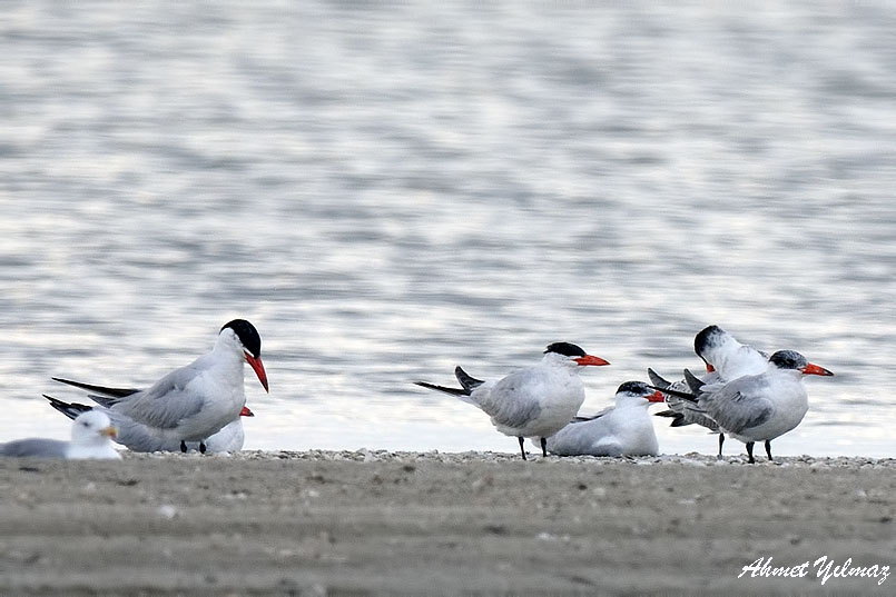 Caspian Tern