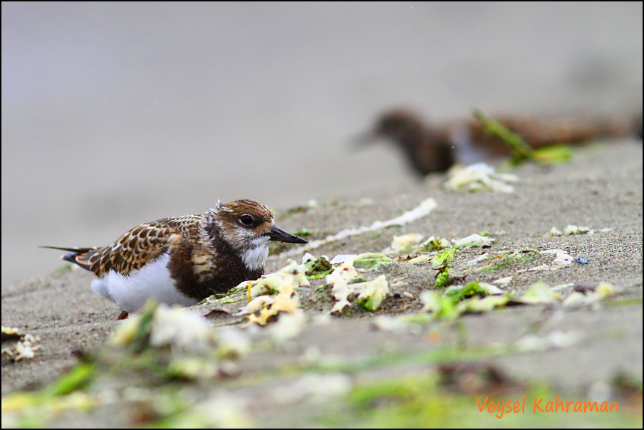 Ruddy Turnstone