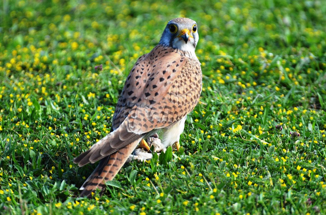 Common Kestrel