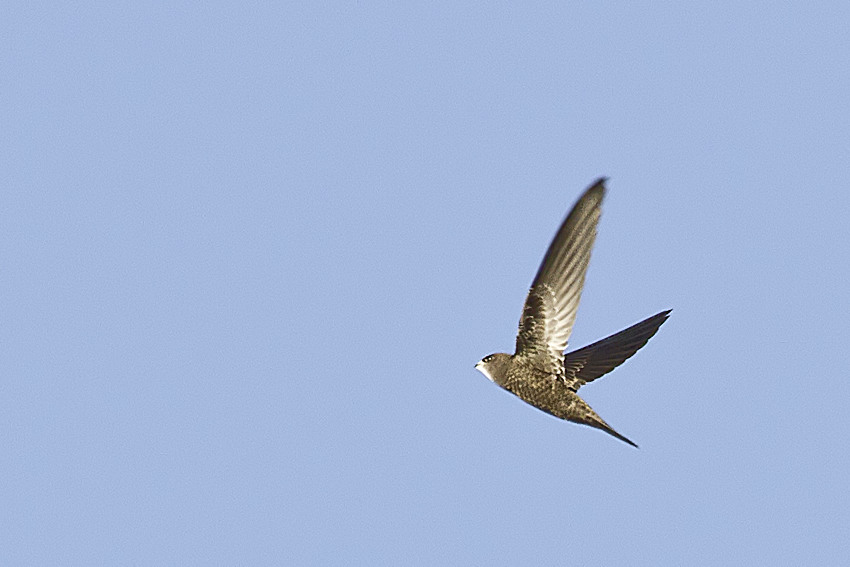 Pallid Swift