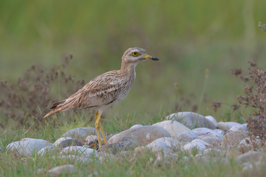 Eurasian Stone-curlew
