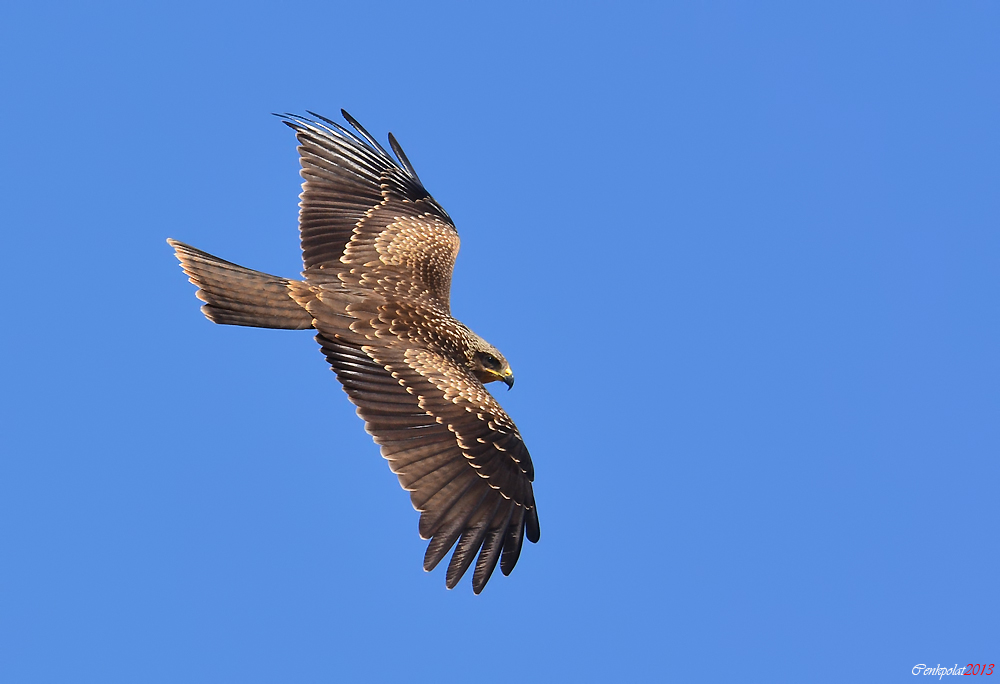 Black Kite