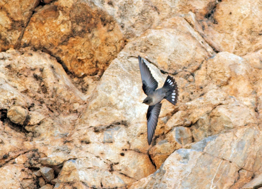 Eurasian Crag Martin