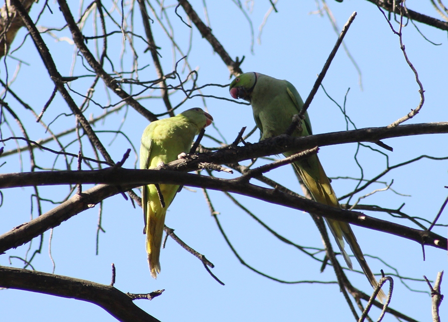 Rose-ringed Parakeet