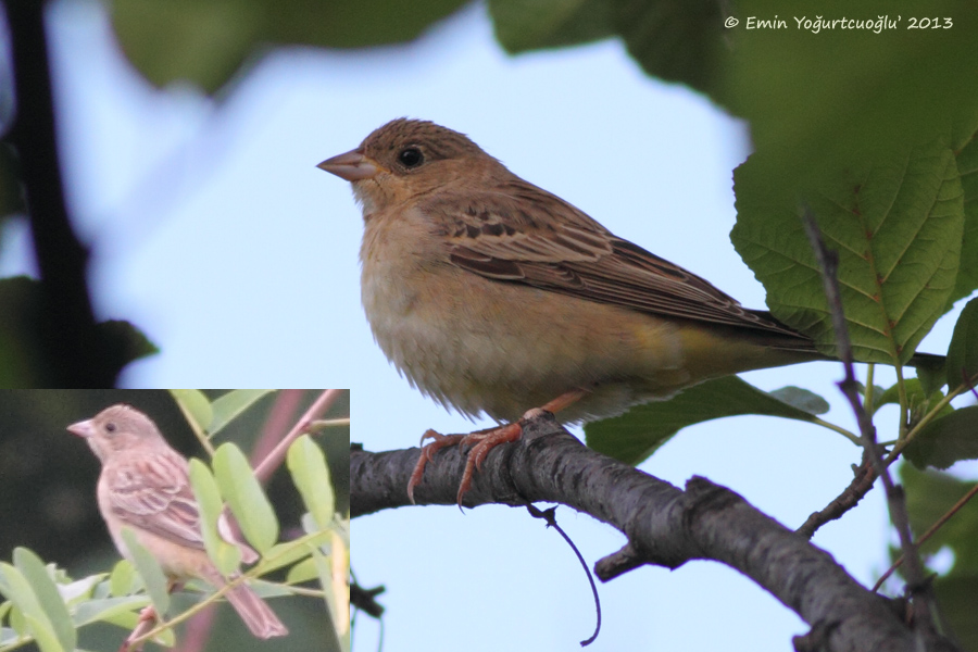 Black-headed Bunting