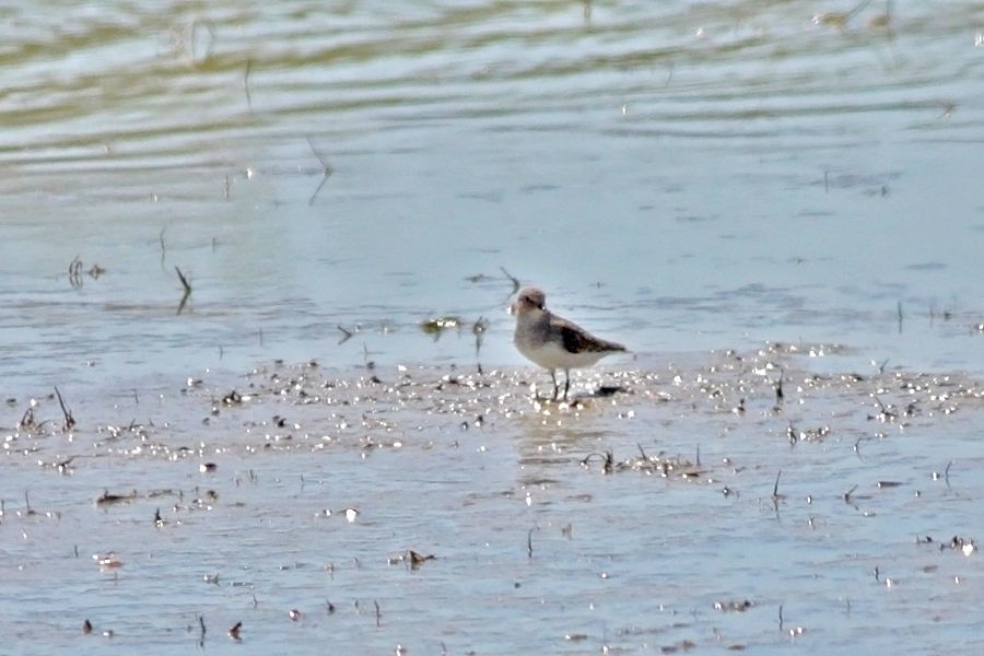 Temminck`s Stint