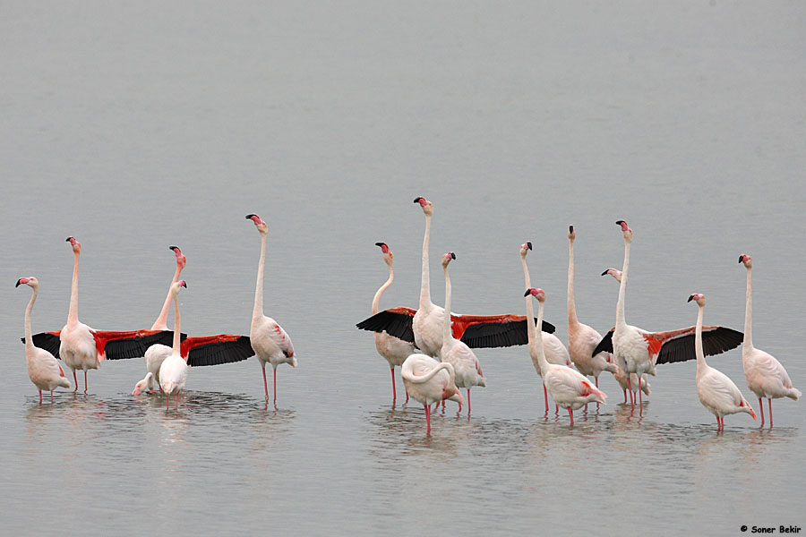 Greater Flamingo