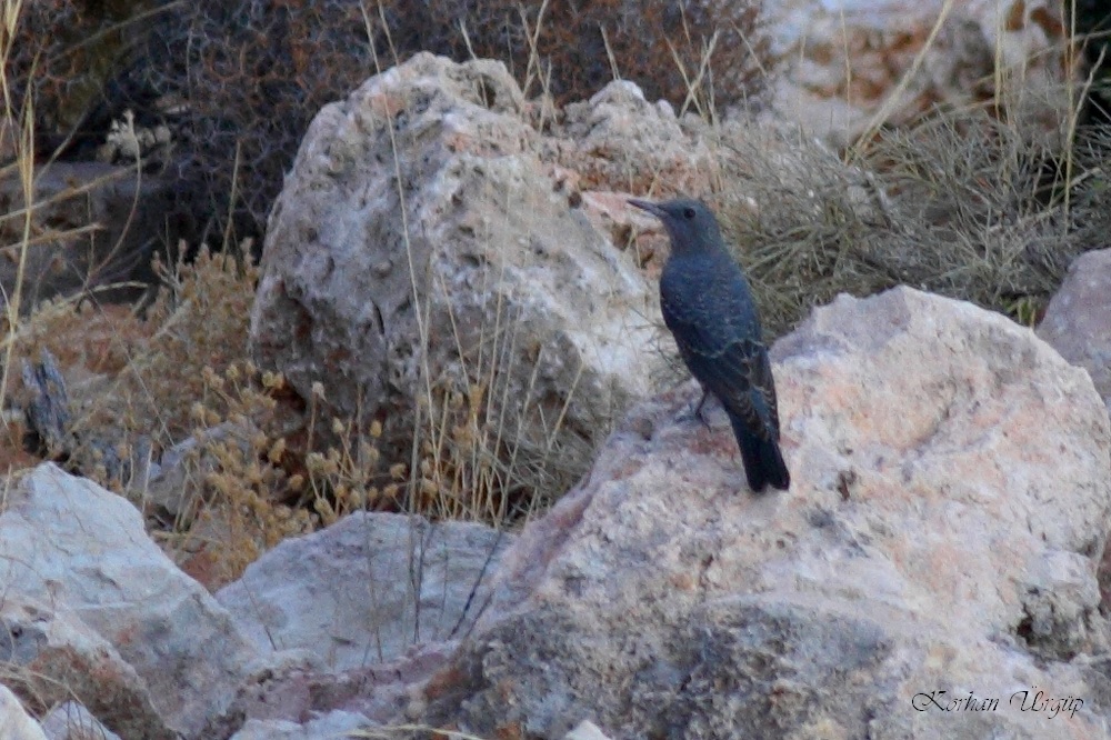 Blue Rock Thrush