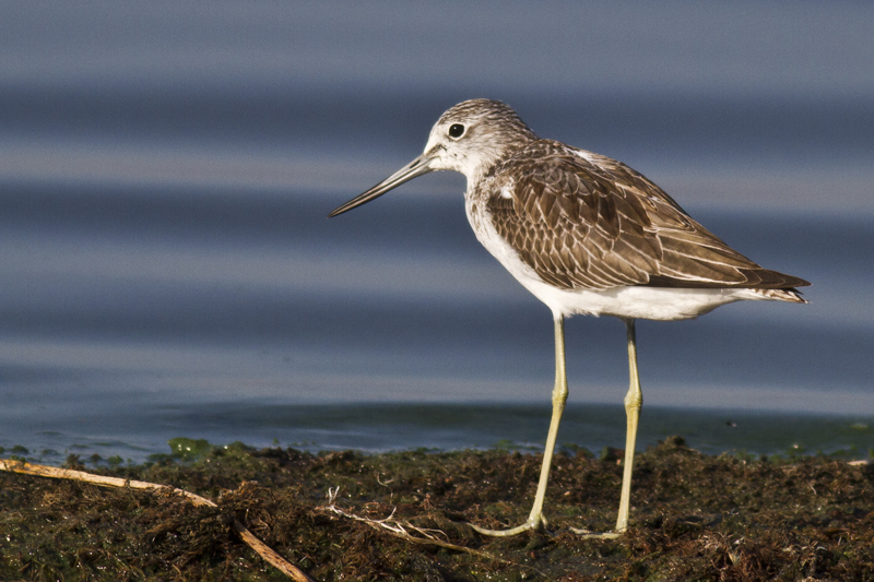 Common Greenshank