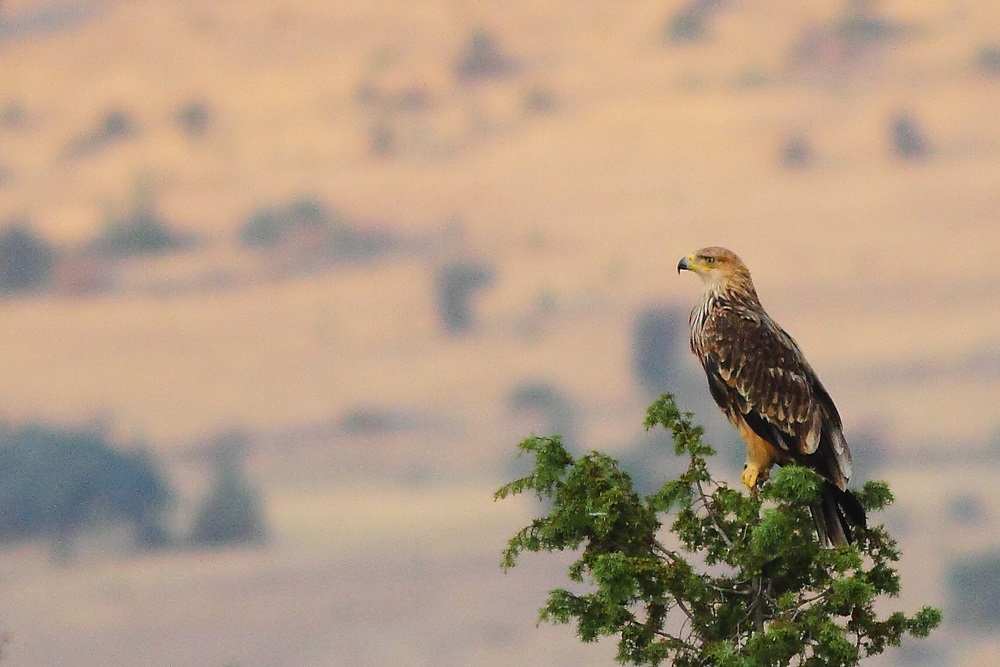 Eastern Imperial Eagle