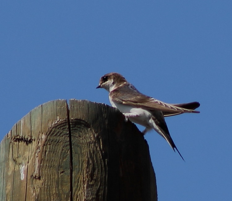 Western House Martin