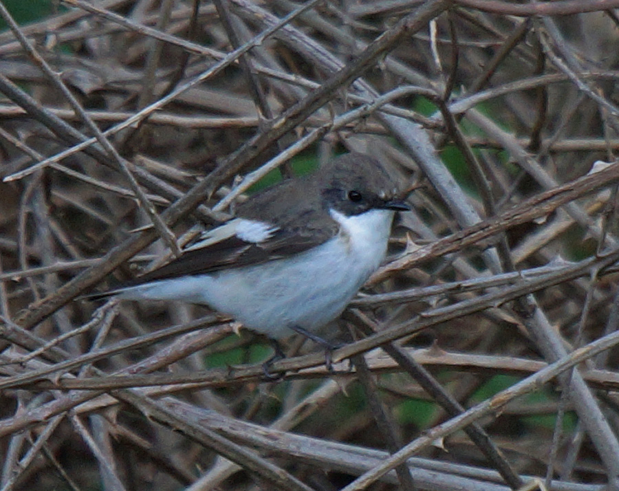 European Pied Flycatcher