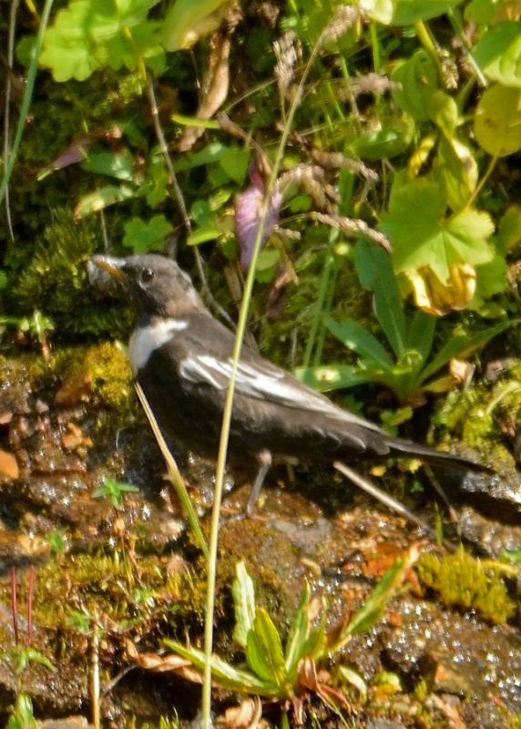 Ring Ouzel