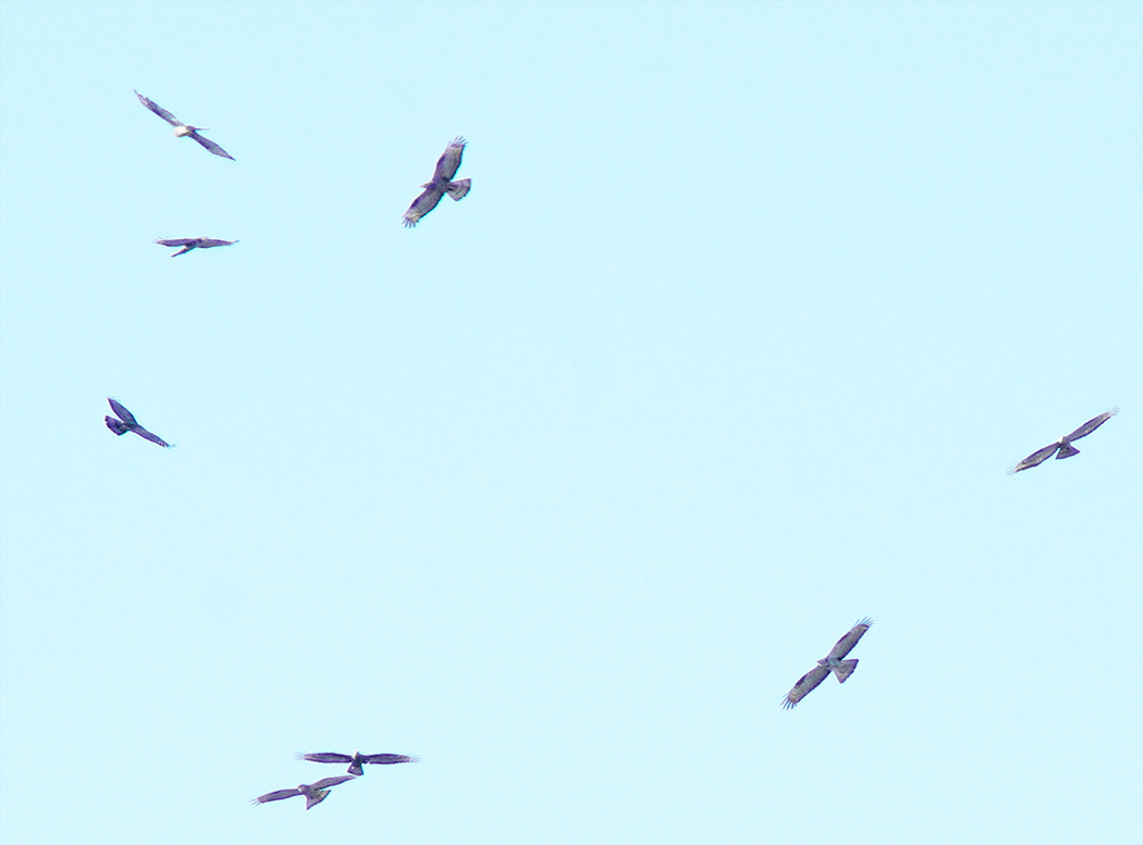 European Honey Buzzard