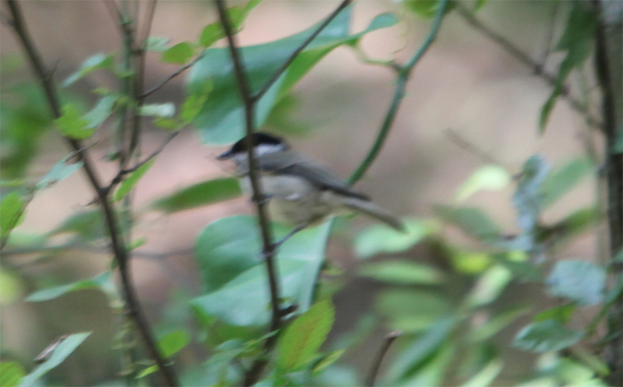 Marsh Tit