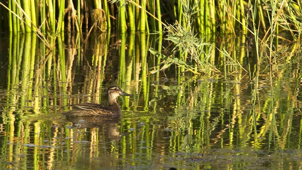 Garganey