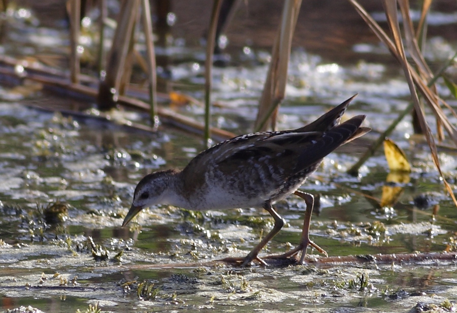 Little Crake