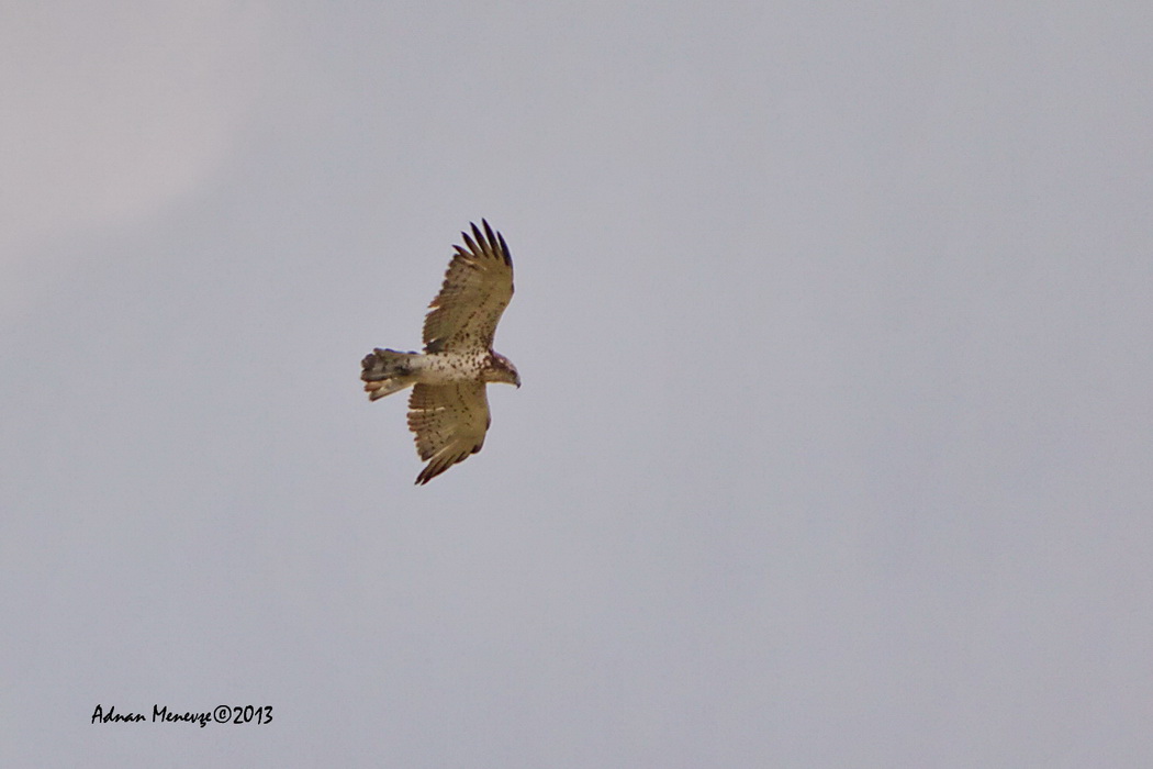 Short-toed Snake Eagle